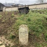 Historiskt viktiga vinfältet Vieilles Vignes Francais på Bollinger som är uppodlad med pre-phylloxera pinot noir rankor Historiskt viktiga vinfältet Vieilles Vignes Francais på Bollinger som är uppodlad med pre-phylloxera pinot noir rankor