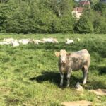 Betande Charolais-kor längs kanalen