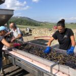 Sortering av Sangiovesedruvor på Casanova di Neri i Montalcino