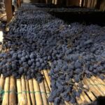 Torkade druvor av Sangioves som blir det unika vinet Occhio de Pernice Vin Santo efter 14 års lagring på små caratelli-fat hos Avignonesi i Montepulciano