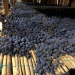 Torkade druvor av Sangioves som blir det unika vinet Occhio de Pernice Vin Santo efter 14 års lagring på små caratelli-fat hos Avignonesi i Montepulciano