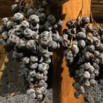 Sangiovese för Vin Santo