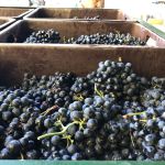 Nyskördade Tempranillodruvor på Bodegas Roda i Haro