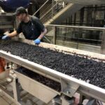 På BaiGorri sorterar man druvorna som caviar korn
