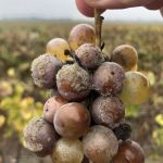 Botrytis angripna druvor på Chateau Coutet i Barsac-Sauternes