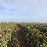 Utsikt från Chateau Petit Village mot kyrkan i Pomerol