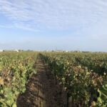 Utsikt från Chateau Petit Village mot kyrkan i Pomerol