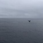 Valsafri i Kaikoura där vi stötte på en 15 meters "Sperm Whale"