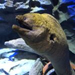 Jag som älskar att besöka akvarier har nu på denna resa lagt in som obligatoriskt att besöka Singapore Aquarium