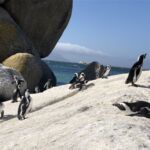 Vi besökte Boulders Beach under ett par timmar där vi passade på att bada med dessa Jackass penguins