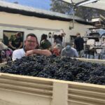 Lite inspektion av nyplockade Merlot druvor på Hartenberg Wine Estate