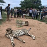 safari på Thsukudu Game Reserve