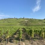 Vackra Grand Cru-odlingar i Alsace