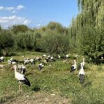 Stork-parken strax innan Ribeauvillé har jag aldrig tidigare besökt. Men jag tror inte det blir ett återbesök då jag tar med mig gäster till Alsace