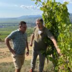 Inspektion av Riesling-druvorna .... som behövde ett par veckor till av mognad innan plockning