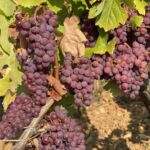 solmogna Gewurztraminer-druvor