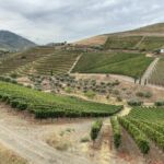 Odlingar på Quinta do Crasto Odlingar på Quinta do Crasto