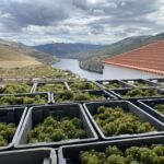 Nyskördade druvor på Quinta do Crasto Nyskördade druvor på Quinta do Crasto