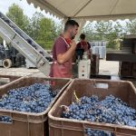 Det var mitt i skörden på Bodegas Roda i byn Haro i Rioja Alta Det var mitt i skörden på Bodegas Roda i byn Haro i Rioja Alta