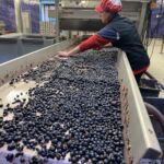 Sortering av tempranillo på BaiGorri Sortering av tempranillo på BaiGorri