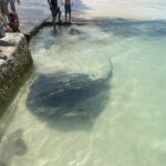En stingrocka inne i hamnen i Struisbaai En stingrocka inne i hamnen i Struisbaai