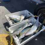 Nyfångad yellowtail. Det blev en rackare till kvällsmat, som vi grillade. Den hela fisken kostade 125:- sek. Nyfångad yellowtail. Det blev en rackare till kvällsmat, som vi grillade. Den hela fisken kostade 125:- sek.