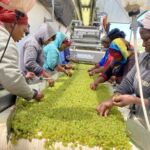 Noggrann sortering av chardonnaydruvor på Hartenberg Noggrann sortering av chardonnaydruvor på Hartenberg