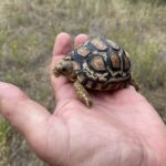 En vacker leopardsköldpadda En vacker leopardsköldpadda