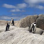 Jackass pingviner vid Boulders Beach Jackass pingviner vid Boulders Beach