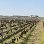 Från Chateau Suduiraut med utsikt mot Chateau d´Yquem beläget 22 ö.h Från Chateau Suduiraut med utsikt mot Chateau d´Yquem beläget 22 ö.h