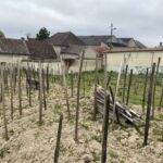 Från detta fält producerar Bollinger ett fåtal buteljer av Vieilles Vignes Francaise på oympade pre-phylloxera stockar Från detta fält producerar Bollinger ett fåtal buteljer av Vieilles Vignes Francaise på oympade pre-phylloxera stockar