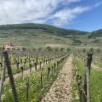 Schlossberg var det första vinfältet som klassades som Grand Cru 1975 Schlossberg var det första vinfältet som klassades som Grand Cru 1975
