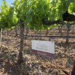 Grenache är utan tvekans den viktigaste druvan för rosé Cotes-de-Provence Grenache är utan tvekans den viktigaste druvan för rosé Cotes-de-Provence
