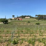 Vackra odlingar på Domaine Rabiega i Draguignan Vackra odlingar på Domaine Rabiega i Draguignan