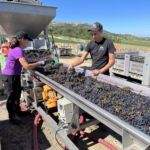 Sortering av Brunello-drovor på Casanova di Neri i Montalcino Sortering av Brunello-drovor på Casanova di Neri i Montalcino