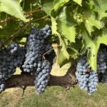 Solmogna Sangiovese-druvor hos Poliziano i Montepulciano, som var reda att plockas Solmogna Sangiovese-druvor hos Poliziano i Montepulciano, som var reda att plockas