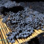 Sangiovese får torka under tre månader på bastmattor för att sedan pressas, jäsas och lagras i små fat (caratello) för att bli Vin Santo Sangiovese får torka under tre månader på bastmattor för att sedan pressas, jäsas och lagras i små fat (caratello) för att bli Vin Santo