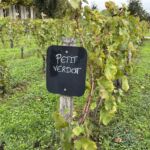 Första besöket i Medoc var på Chateau Lascombes i Margaux. På många slott pratar man gärna om Petit-Verdot, som blivit en allt mer viktig druvsort Första besöket i Medoc var på Chateau Lascombes i Margaux. På många slott pratar man gärna om Petit-Verdot, som blivit en allt mer viktig druvsort