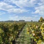 Från Chateau Suduiraut har man en vacker utsikt upp mot Chateau d´Yquem Från Chateau Suduiraut har man en vacker utsikt upp mot Chateau d´Yquem