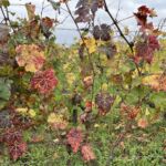 Vackra höstfärger i St.-Emilion Vackra höstfärger i St.-Emilion