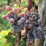 Det var sista dagen av skörden i Sauternes. Här botrytis angripna Sémillon druvor på Chateau Coutet i Barsac Det var sista dagen av skörden i Sauternes. Här botrytis angripna Sémillon druvor på Chateau Coutet i Barsac