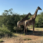 Giraffer på Tshukudu Game Reserve i Hoedspruit Giraffer på Tshukudu Game Reserve i Hoedspruit