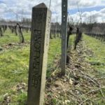 Pinot Meunier är en viktig druvsort i deras "Great British Sparkling" Pinot Meunier är en viktig druvsort i deras "Great British Sparkling"
