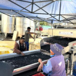 Sortering av druvor på Rustenberg i Stellenbosch Sortering av druvor på Rustenberg i Stellenbosch
