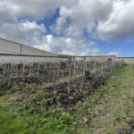 Gamla vinrankor av Pinot Noir före vinlusens härjningar 1875. Här får man ut knappt tretusen buteljer av vinet Vieille Vignes Francaise Gamla vinrankor av Pinot Noir före vinlusens härjningar 1875. Här får man ut knappt tretusen buteljer av vinet Vieille Vignes Francaise