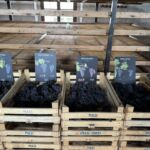 De vanligaste druvorna i Valpolicella är Corvina, Rondinella, Molinara, Corvinone och Oceleta De vanligaste druvorna i Valpolicella är Corvina, Rondinella, Molinara, Corvinone och Oceleta