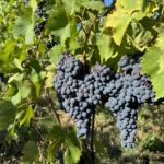 Om ett par veckor är dessa sangiovese-druvor helt mogna. Efter avslutad jäsning får vinet vila i källaren på fat och flaska innan lansering 2029 då vinet blivit en Brunello di Montalcino Om ett par veckor är dessa sangiovese-druvor helt mogna. Efter avslutad jäsning får vinet vila i källaren på fat och flaska innan lansering 2029 då vinet blivit en Brunello di Montalcino
