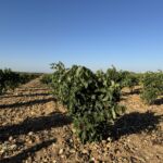 På San Román har man bush vines planterade. Här heter Tempranillo Tinta do Toro På San Román har man bush vines planterade. Här heter Tempranillo Tinta do Toro