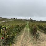El Puntido odlingen på Vinedos de Paganos El Puntido odlingen på Vinedos de Paganos