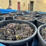 Den femte plockningen på Chateau Coutet av deras botrytis-angripna sémillon druvor Den femte plockningen på Chateau Coutet av deras botrytis-angripna sémillon druvor
